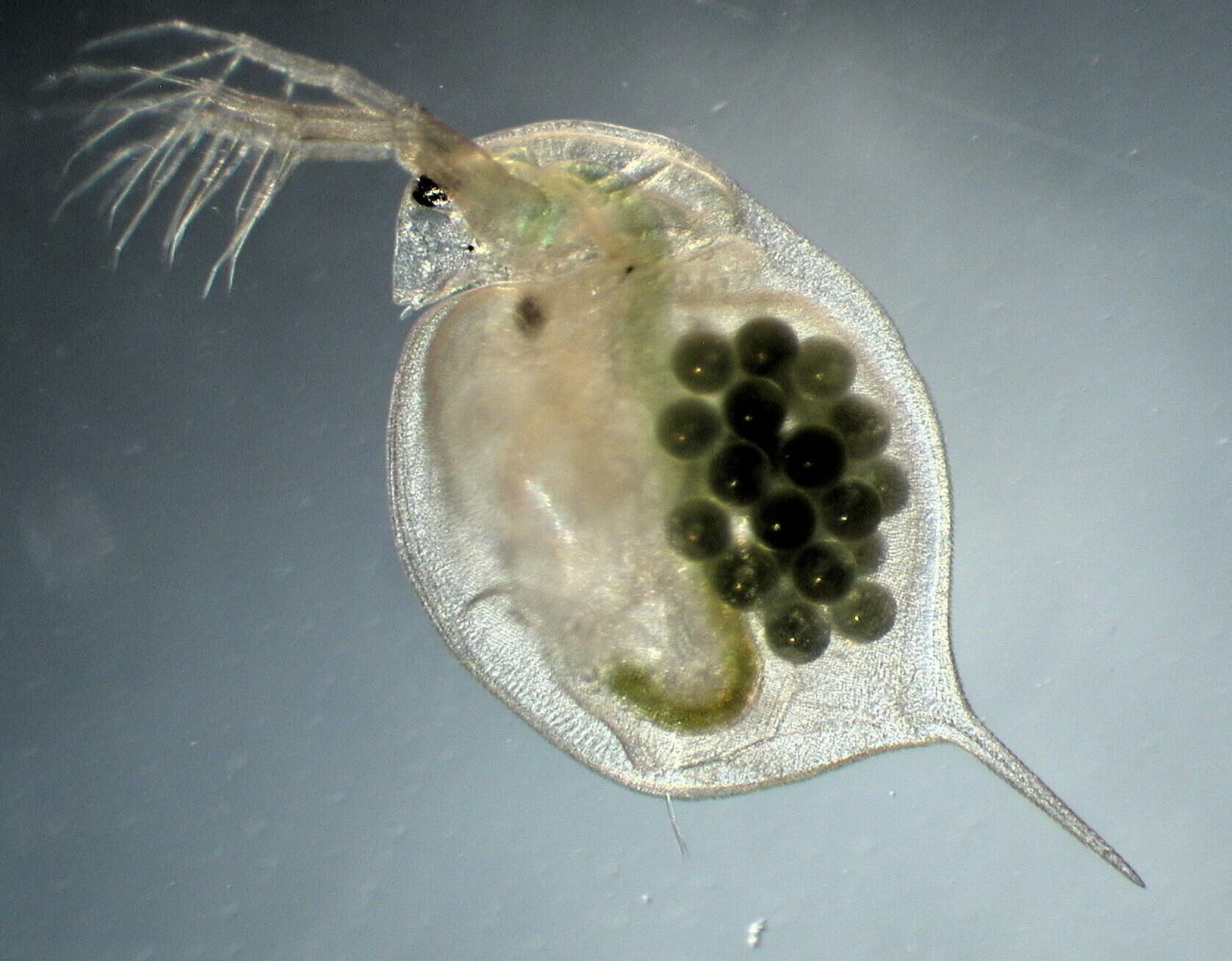 Imagem do Daphnia